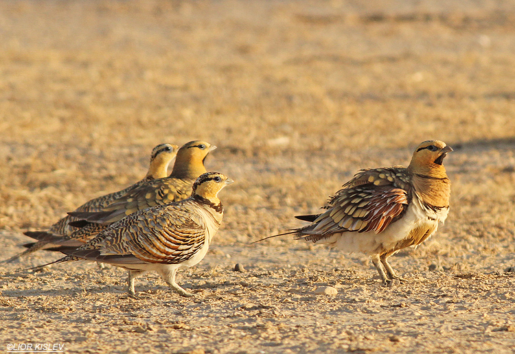 pin tailed sandgrouse pterocles alchta, Nitzana ,June 2013, Lior Kislev